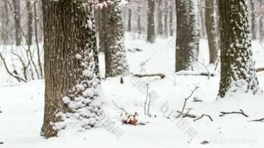 森林里<strong>下雪的冬天</strong>
